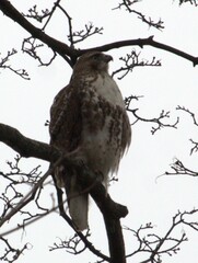 Buteo jamaicensis