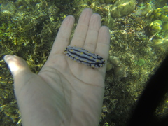 Phyllidia varicosa