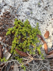 Paronychia herniarioides