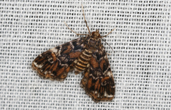 Elophila responsalis