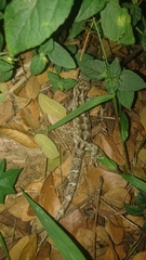 Phyllodactylus