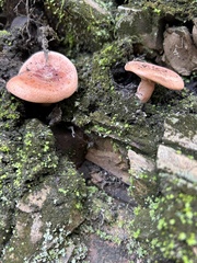 Lactarius xanthogalactus