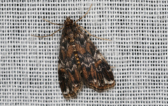 Elophila responsalis