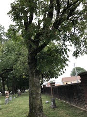 Ailanthus altissima