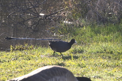 Fulica americana americana