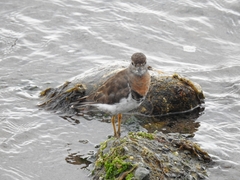 Charadrius modestus