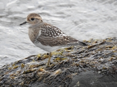 Charadrius modestus