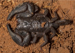 Opisthacanthus elatus