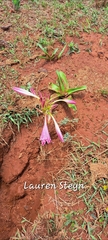 Crinum stuhlmannii delagoense