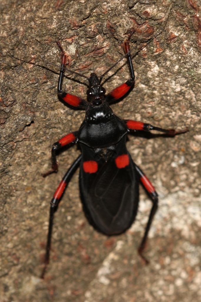 Platymeris
