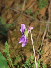 Viola confusa