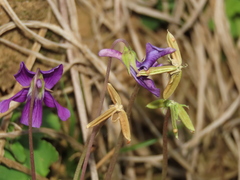Viola confusa