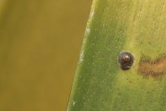 Coccinae