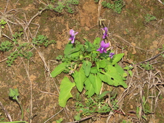 Viola confusa