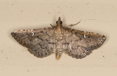 Metasia capnochroa