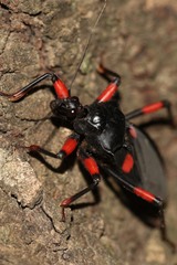 Platymeris laevicollis