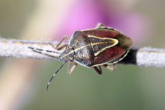 Eudolycoris alluaudi