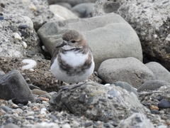 Charadrius falklandicus