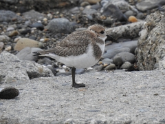 Charadrius falklandicus