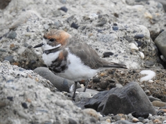 Charadrius falklandicus
