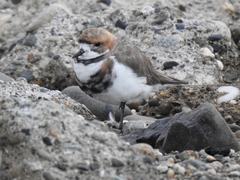 Charadrius falklandicus