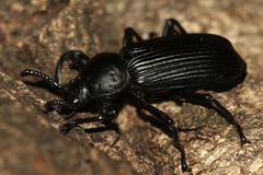 Pycnocerus passerini