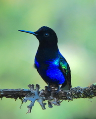 Boissonneaua jardini