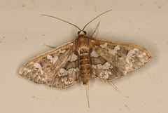 Ischnurges illustralis