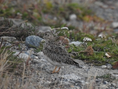 Thinocorus rumicivorus