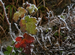Rubus alceifolius
