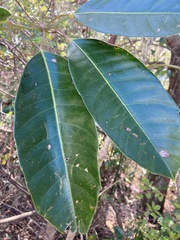 Heptapleurum arboricola