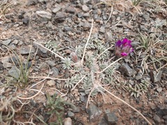 Oxytropis racemosa
