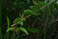 Dioscorea japonica