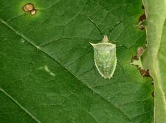 Arvelius albopunctatus