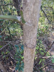 Heptapleurum arboricola