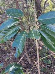 Heptapleurum arboricola