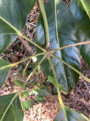 Heptapleurum arboricola