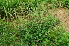 Helicteres angustifolia