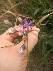 Vernonanthura chamaedrys