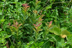 Lindera glauca