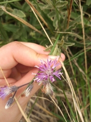 Vernonanthura chamaedrys