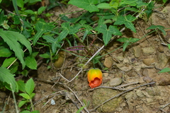 Solena amplexicaulis