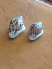 Columbella mercatoria