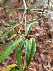 Berberis julianae