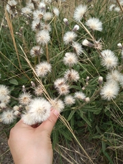 Vernonanthura chamaedrys