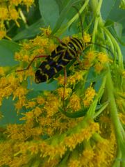 Megacyllene robiniae