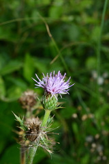 Cirsium japonicum australe