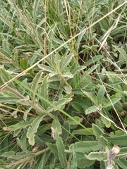 Vernonanthura chamaedrys