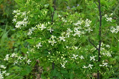 Clematis chinensis tatushanensis