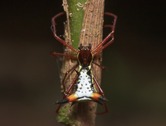 Micrathena schreibersi